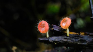 Cookeina tricholoma, Tüylü Tropikal Kupa olarak da bilinen, Cookeina cinsinin bir türüdür..