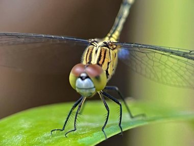 Yeşil bir yaprağın üzerinde duran yusufçuk
