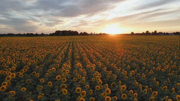 Antenne Golden Blühendes Buntes Sonnenblumenfeld Bei Sonnenuntergang Traum Wird Wahr — Stockfoto