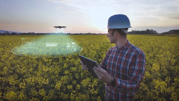 Man Operates Drone Showing Holographic Chart Over Rapeseed Farm. Smart farming