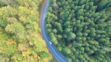 Ormandan geçen kırsal yolda kendi kendine giden araba görüntüsü.