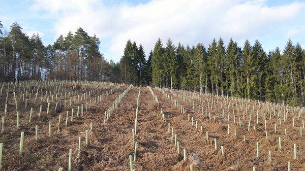 Woodland prepared for forestation process of restoring damaged forest, pine tree support for reafforestation