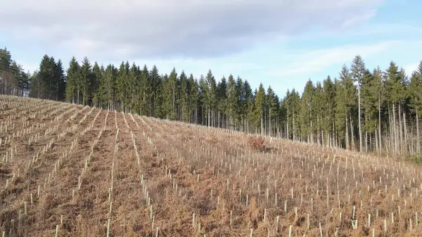 stock image New trees planting field with reforestation process in rural area. Aerial