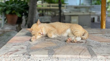 Yalnız kırmızı çizgili sokak kedisinin portresi sert kaderi ve ağızlık çizikleriyle. Güzel kızıl saçlı yavru kedi oturur ve doğada poz verir. Sokaktaki kediler.