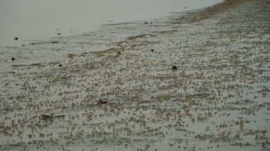 Asker yengeç, Dotilla mictiroides, tropikal kıyılarda ve Tayland 'ın çamur düzlüklerinde bulunan bir kum kabarcığı yengeci türüdür..
