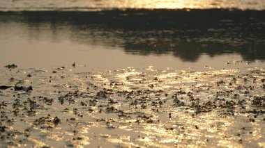 Asker yengeç, Dotilla mictiroides, tropikal kıyılarda ve Tayland 'ın çamur düzlüklerinde bulunan bir kum kabarcığı yengeci türüdür..