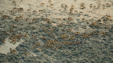 Asker yengeç, Dotilla mictiroides, tropikal kıyılarda ve Tayland 'ın çamur düzlüklerinde bulunan bir kum kabarcığı yengeci türüdür..