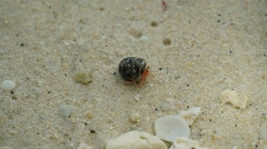 Münzevi yengeç, Pagurus Bernhardus, kumsalda sürünüyor ve ön gri vücut parçalarına odaklanıyor. Öğleden sonra sahilde yavaşça yürüyen küçük bir keşiş yengeci bulanık bir arka planı var.