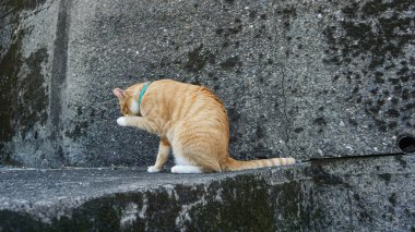 Kızıl kedi beton merdivenlerde oturuyor. Islak beton yolda kedi. Zencefilli tekir bir kedinin yakın çekimi. Ev hayvanı. Seçici odak.