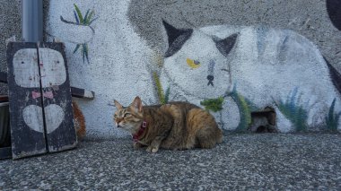 Genç bir kaplan çizgili kedi. Sarı gözler odaklanmış, merak ve zarafet yayıyor. Çevresindekileri inceliyor. Arka bahçede bir kedi resmi var..