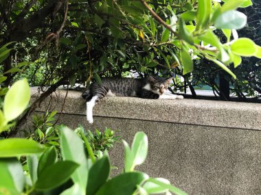 Genç bir kaplan çizgili kedi. Sarı gözler odaklanmış, merak ve zarafet yayıyor. Çevresindekileri inceliyor. Arka bahçede bir kedi resmi var..
