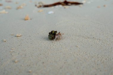 Münzevi yengeç, Pagurus Bernhardus, vücut parçalarına odaklanarak kumsalda sürünüyor. Öğleden sonra sahilde yavaşça yürüyen küçük bir keşiş yengeci bulanık bir arka planı var.