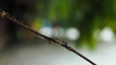 Siyah karınca tahta üzerinde yürüyor. Ormandaki bazı karıncaları kapatın. Yeşil yosun üzerinde karıncaların makro fotoğrafı. Koyu arkaplanda böcek portresini kapat.
