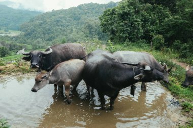 Tayland, Chiang Mai 'deki şiddetli yağmurdan sonra su birikintisinde serinleyen vahşi su bufaloları. Dağlarda bufalo fotoğrafı..