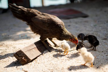 Tayland 'da bir çiftlikteki açık alanda yiyecek arayan tavuklar da dahil olmak üzere melez tavuk sürüsü..