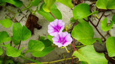 Taze ayva çiçeği, düşen güzel çiçekler. Sıfır yerçekimi veya yükselme, bahar çiçekleri, yüksek çözünürlüklü görüntü.