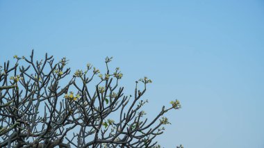 Uzun ağaçların ve mavi gökyüzünün alt manzarası. Aşağıdan bir ağaca bak. Güzel mavi gökyüzünün altındaki ağaç ve güneşli gün. Fotoğraf ağacın tepesinden aşağıya doğru..