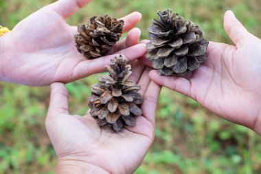 Dev bir çam kozalağını tutarken. Çam kozalağını tutan bir elin yakın çekimi. Ellerinde Çoklu Çam Kozalakları. Yeşil doğa geçmişi olan ormanda bir eldeki kozalağı kapat..