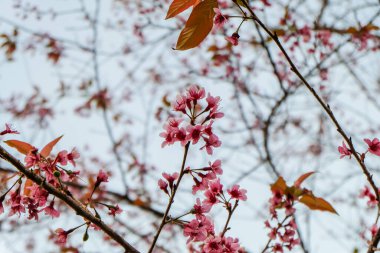 Prunus cerasoides veya Nang Phaya Suea Krong çiçeğine genelde 