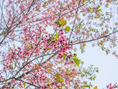 Prunus cerasoides veya Nang Phaya Suea Krong çiçeğine genelde 