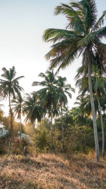Bir grup hindistan cevizi ağacı çok uzun hindistan cevizi ağaçları açık mavi gökyüzünde süzülüyor. Sahilde gün boyunca beyaz bulutlu uzun hindistan cevizi ağaçları.