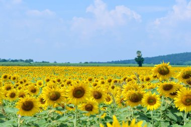 Ayçiçeği tarlalarının panorama manzarası ve mavi gökyüzü bulutları Arka plan. Ayçiçeği tarlaları Lopburi 'nin doğal arka planında şekillenmiş şekiller, THAILAND