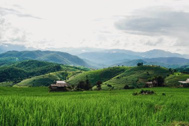 Gün batımında Pa Pong Pieng, Chiang Mai, Tayland 'daki yeşil teraslı pirinç tarlasının manzarası. Dağlı manzara. Dağlarda ve vadilerde sisle kaplı pirinç terası..