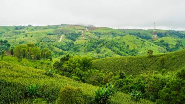 Güneşin doğuşu dağları, tepe ve güzel sis denizi Tayland 'ın Phetchabun Eyaleti' ndeki Khao Kho ormanını kaplıyor. Sis ve serin hava ile kaplı dağlarla çevrili güzel sis denizini görmek için bir yer..