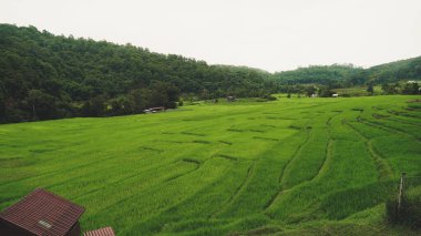 Teraslı pirinç tarlası ve ev manzarası çok güzel. Tayland, Chiang Mai 'deki Ban pa bong Piang' daki pirinç tarlasının havadan görünüşü. Güneş ışınları ve çarpıcı gökyüzüyle teraslı pirinç tarlası. Köy pirinç teraslarının arasında bir vadidedir. Teras