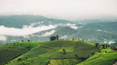 Teraslı pirinç tarlası ve ev manzarası çok güzel. Tayland, Chiang Mai 'deki Ban pa bong Piang' daki pirinç tarlasının havadan görünüşü. Sis ve dramatik gökyüzü ile teraslı pirinç tarlası. Köy pirinç teraslarının arasında bir vadidedir. Teraslı ped.