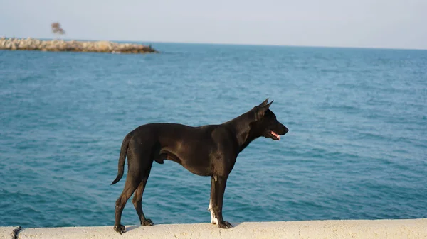 A black dog standing on a bridge looking at the sea.Smiling with open mouth, strong dog, standing on the street outdoors.