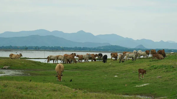Herd of cows walking on the road with green tree dam and mountain in background, The calf walked with the adult cow, Thailand