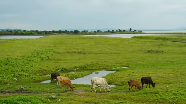 Herd of cows walking on the road with green tree dam and mountain in background, The calf walked with the adult cow, Thailand