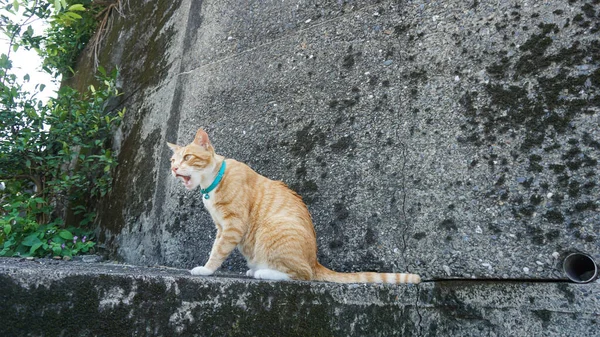 Ginger cat sitting on concrete stairs. Cat on wet concrete path. Close-up of a cute ginger tabby kitten. Home pet. Selective focus.
