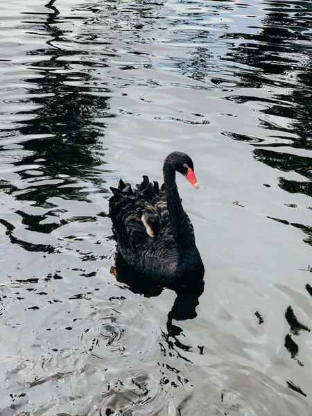 Black swan and its reflection swimming on the lake. Black Swans floating on water.