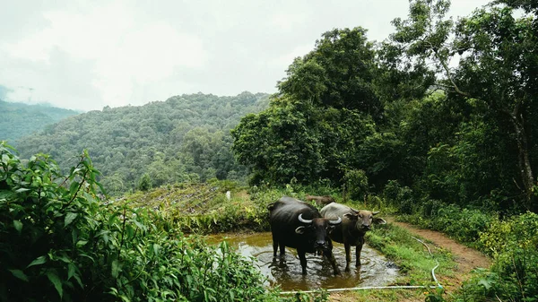 Wild water buffalo cooling off in a water puddle after the heavy rain at Chiang Mai, Thailand. Buffalo photograph on the mountains background.