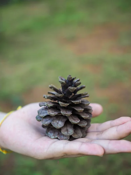 Hand holding a giant pine cone. A closeup shot of a hand holding a pine cone. Close up of pinecone in a hand at forest with green nature background.