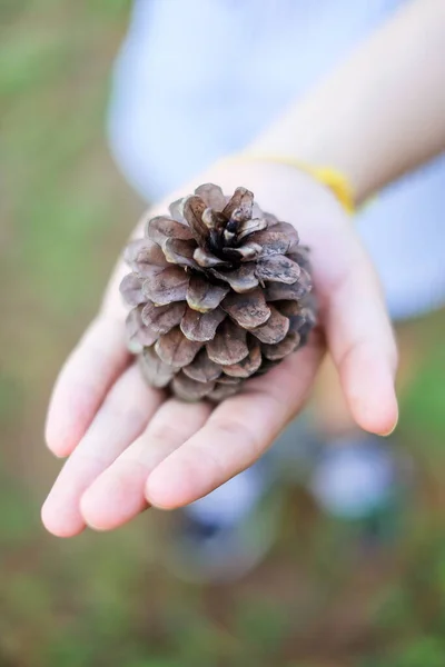 Hand holding a giant pine cone. A closeup shot of a hand holding a pine cone. Close up of pinecone in a hand at forest with green nature background.