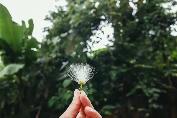 Dişi eller yeşil bir ağacın arka planında bir çiçeği tutarlar. Uzayı kopyala, makro çiçeği kapat. Yeşil arka planda küçük çiçekleri tutan bir kadın eli, üst manzara. Yeşil çiçekli güzel düzlük kompozisyonu.