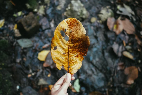 Holding leaf in hand forest background. Close-up of brown leaf. Leaf in female hand in front of back damp stone floor.