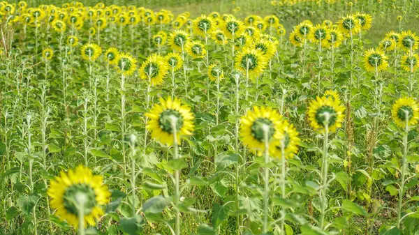 Back of Sunflower field. Beautiful sunflower in sunflower field on summer at Lopburi province,Thailand. Sunflower blooming.