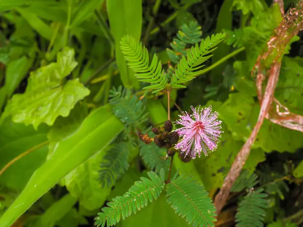 Mimosa pudica comes from the Latin pudica meaning shy, shy, or shrinking, with various other descriptive common names such as shy mimosa, sensitive plant, shy plant