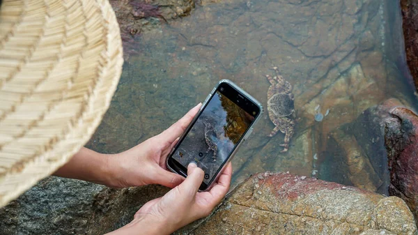 Hands taking pictures of live crab on a smartphone. Funny little crab with big eyes, marine mammal on Samed island in Thailand, decapod crustacean.