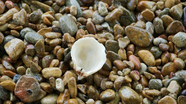 Shell drop on color pebbles stone cool chill natural background. Small sea stones, gravel. Textures