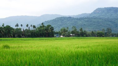 Akşamları gökyüzü yeşil pirinçle kaplı. Dağlar arka planda..