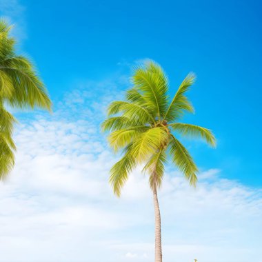 Tropik gündoğumunda ya da günbatımında palmiye ağaçlarının silueti. Plam ve plaj arka plan kavramları. Palmiye ağaçları, tropikal titreşimler, plamlar, günbatımı, arka ışıklandırma arasında güneşin batışının yaz fotoğrafı