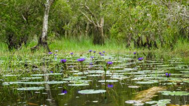 Çiçek açan mor nilüfer çiçeğinin panoramik hali. Renkli nilüferler ya da nilüfer çiçekleri göletteki cazibe. Doğal bir gölette mor nilüferler.