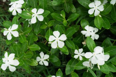Beyaz Periwinkle, beyaz vinca gül çiçekleri yaz bahçesi bahçesinde çiçek açıyor. Beyaz Catharanthus gülü, Madagaskar menekşesi, Vinca, Cayenne yasemin.