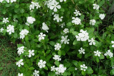 Beyaz Periwinkle, beyaz vinca gül çiçekleri yaz bahçesi bahçesinde çiçek açıyor. Beyaz Catharanthus gülü, Madagaskar menekşesi, Vinca, Cayenne yasemin.