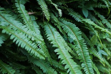 Yeşil eğrelti otu yapraklarından yapılmış bir arka plan. Doğal eğrelti otu deseni. Eğreltiotunun makro dokusu. Güzel eğrelti otları yeşil yapraklar bırakır. Ormanda yetişen güzel eğreltiotlarına yakın.